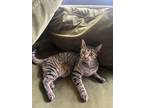 Adopt Hoodini a Brown Tabby Domestic Shorthair / Mixed (short coat) cat in