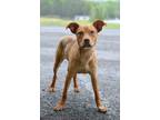 Adopt Clancy - Adoptable a Terrier (Unknown Type, Small) / Mixed Breed (Medium)
