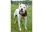 Adopt Haggis - Adoptable a Staffordshire Bull Terrier / Mixed Breed (Medium) /