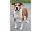 Adopt Zane - Adoptable a Hound (Unknown Type) / Affenpinscher / Mixed dog in