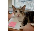 Adopt Butterscotch a Brown Tabby Domestic Shorthair (short coat) cat in