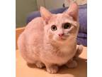 Adopt Tater a Tan or Fawn (Mostly) Domestic Shorthair (short coat) cat in