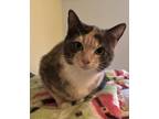 Adopt Pekoe a Calico or Dilute Calico Domestic Shorthair (short coat) cat in