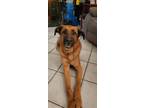 Adopt Moose a Tan/Yellow/Fawn German Shepherd Dog / Irish Setter / Mixed dog in