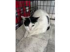 Adopt Nanee a Domestic Shorthair / Mixed (short coat) cat in Freeport