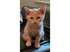 Adopt Chai a Tan or Fawn Tabby Domestic Shorthair (short coat) cat in