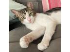Adopt Rosebud a Brown Tabby Domestic Shorthair (short coat) cat in BROOKLYN