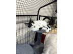 Adopt Marilyn a White (Mostly) Domestic Shorthair / Mixed (short coat) cat in