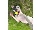 Adopt Otis a White - with Gray or Silver Mixed Breed (Medium) / Pit Bull Terrier