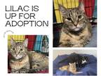 Adopt Lilac a Tortoiseshell Domestic Shorthair (short coat) cat in Westwood