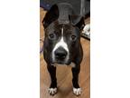 Adopt Titus a Black American Pit Bull Terrier / Mixed Breed (Medium) / Mixed