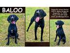 Adopt Baloo a Black Pointer / Mixed Breed (Medium) / Mixed (short coat) dog in