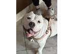 Adopt Hippo (Foster Home) a White American Pit Bull Terrier / Mixed dog in