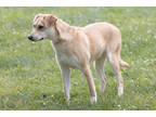 Adopt Harper a Red/Golden/Orange/Chestnut Carolina Dog / Mixed Breed (Medium) /