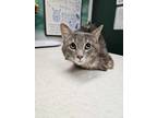 Adopt Edward a Gray or Blue Domestic Mediumhair / Domestic Shorthair / Mixed cat