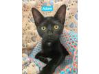 Adopt Adam a All Black Domestic Shorthair / Domestic Shorthair / Mixed cat in