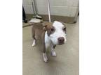 Adopt Dottie a Tan/Yellow/Fawn American Pit Bull Terrier / Mixed dog in Farmers