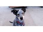 Adopt Mei Mei a Merle Cattle Dog / Mixed dog in Las Vegas, NV (39920290)