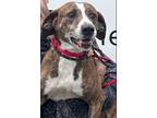 Adopt Tango a Brindle Mixed Breed (Medium) / Mixed Breed (Medium) / Mixed dog in