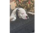 Adopt Patron a White - with Brown or Chocolate American Staffordshire Terrier /