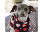 Adopt Joey a Gray/Silver/Salt & Pepper - with White Rat Terrier / Jack Russell