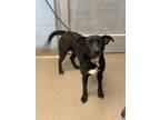 Adopt Trout a Black Mixed Breed (Large) / Mixed dog in Chamblee, GA (41165095)