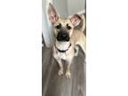 Adopt Maddie a Tan/Yellow/Fawn Shepherd (Unknown Type) / Mixed dog in Las Vegas