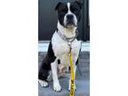 Adopt Nellie a Black - with White Pit Bull Terrier / Boston Terrier / Mixed dog