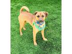 Adopt Drake a Tan/Yellow/Fawn Mixed Breed (Medium) / Mixed dog in Las Vegas