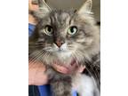 Adopt Toby a Gray or Blue Siberian / Mixed (long coat) cat in Sebastopol