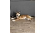 Adopt Aria a Tan/Yellow/Fawn - with White Border Collie / Mixed dog in