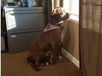 Adopt Bubba a Brown/Chocolate Pitsky / Boxer / Mixed dog in Sacramento