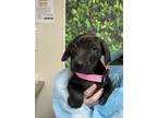 Adopt Lady Petunia Paws a Black Labrador Retriever / Mixed Breed (Medium) /