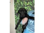Adopt King Jeffrey Wags a Black Labrador Retriever / Mixed dog in San Antonio