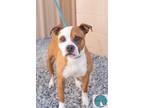 Adopt Barry a Brown/Chocolate - with White Pit Bull Terrier / Mixed dog in