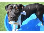 Adopt Bullet a Black Mixed Breed (Large) / Mixed dog in Lewiston, ME (39472231)