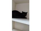 Adopt Louise a All Black Domestic Shorthair / Domestic Shorthair / Mixed cat in