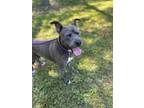 Adopt Nita a Gray/Blue/Silver/Salt & Pepper Mixed Breed (Large) / Mixed dog in