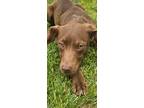 Adopt Rebel a Brown/Chocolate Mixed Breed (Large) / American Pit Bull Terrier /