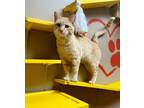 Adopt Paul a Orange or Red Domestic Shorthair / Domestic Shorthair / Mixed cat