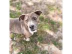 Adopt Zelda a Gray/Silver/Salt & Pepper - with White American Pit Bull Terrier /