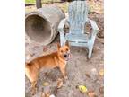 Adopt Toto a Tan/Yellow/Fawn Mixed Breed (Small) / Mixed dog in Walterboro