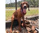 Adopt Mack a Red/Golden/Orange/Chestnut Hound (Unknown Type) / Mixed dog in
