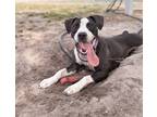 Adopt Bindi a Black - with White American Pit Bull Terrier / Mixed dog in