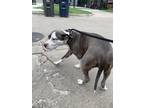 Adopt Pearl a Black American Pit Bull Terrier / Mixed Breed (Medium) / Mixed