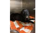 Adopt Pookie OT15 4-15-24 a Brown/Chocolate Labrador Retriever / Mixed Breed