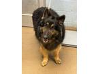 Adopt Monterey a Black Mixed Breed (Large) / Mixed dog in Chamblee