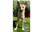 Adopt COH Breezy a Tan/Yellow/Fawn Carolina Dog / Mixed dog in Inglewood