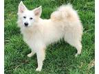Adopt Liza White a White American Eskimo Dog / Mixed dog in Cuba, NY (40953512)