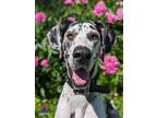Adopt Marilyn a Great Dane / Mixed dog in Bullard, TX (39488051)